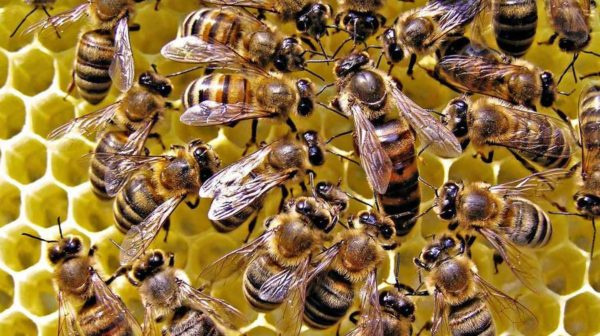 Пчелиная матка — королева улья