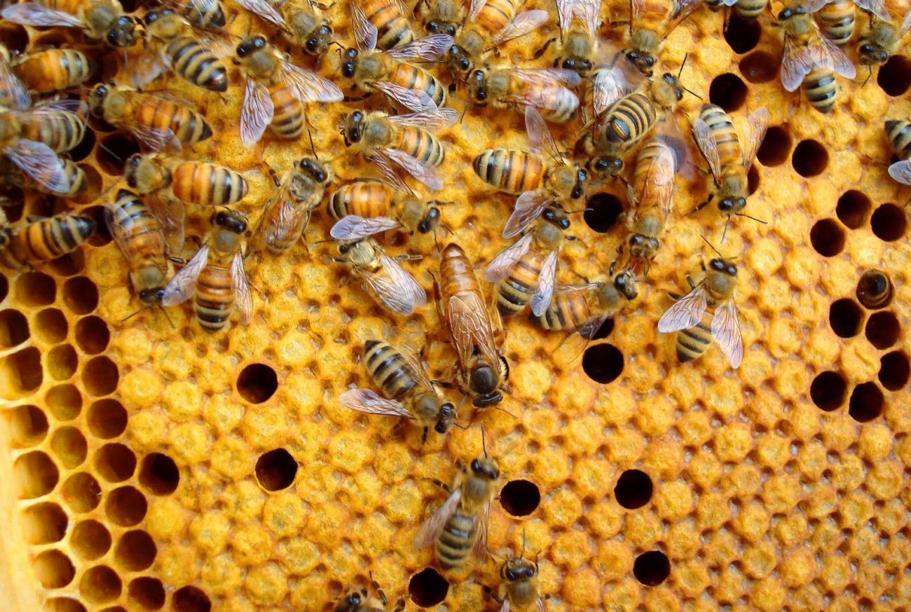 Пчелы Бакфаст
