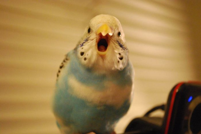 Пение волнистых попугаев