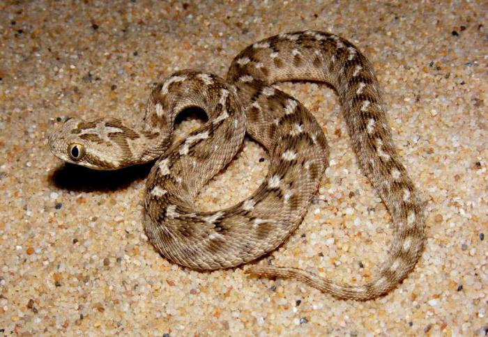 Песчаная змея эфа