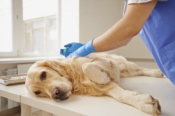 Пиометра у собак: симптомы и лечение, признаки, применение антибиотиков