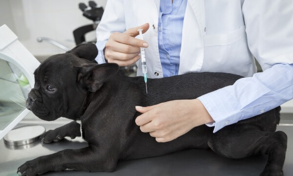 Пиометра у собак: симптомы и лечение, признаки, применение антибиотиков