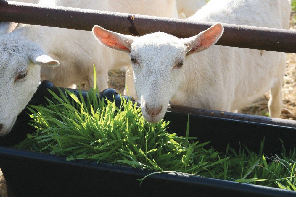 Питание домашних коз