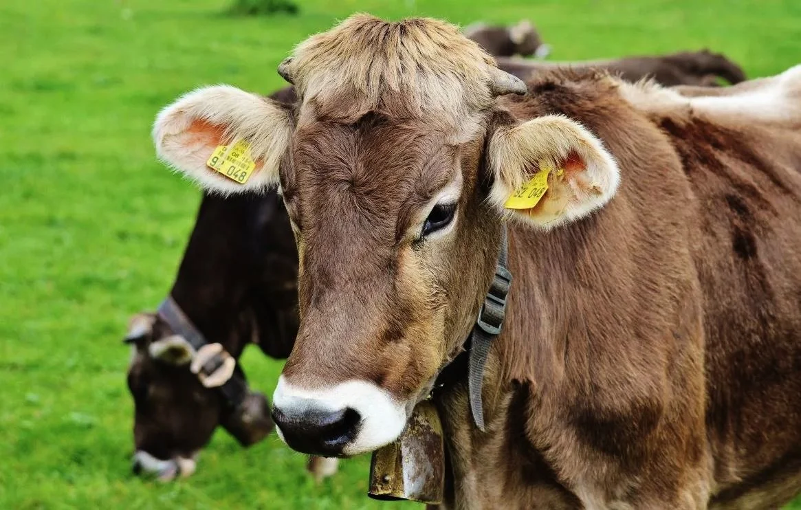 Почему корова священное животное