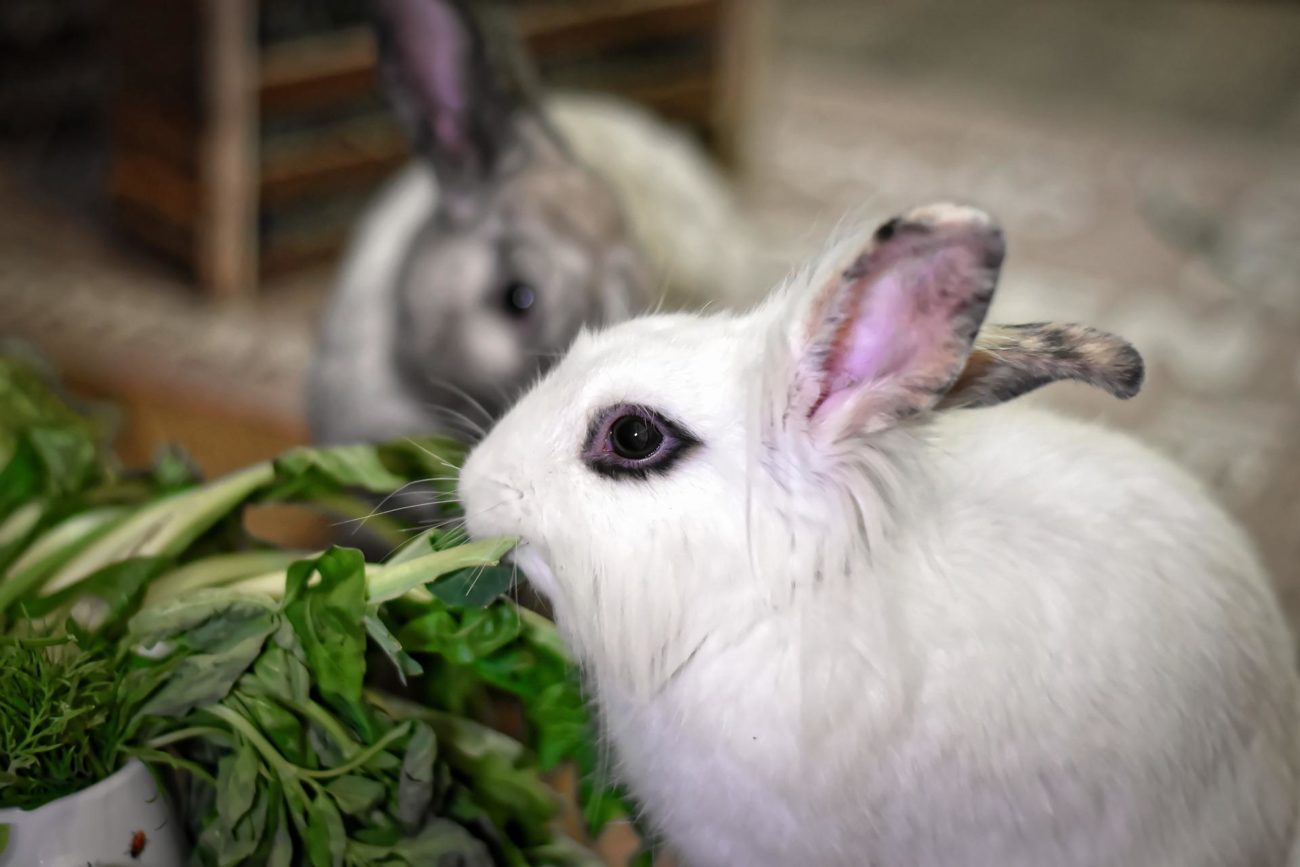 Почему кролики едят свои экскременты