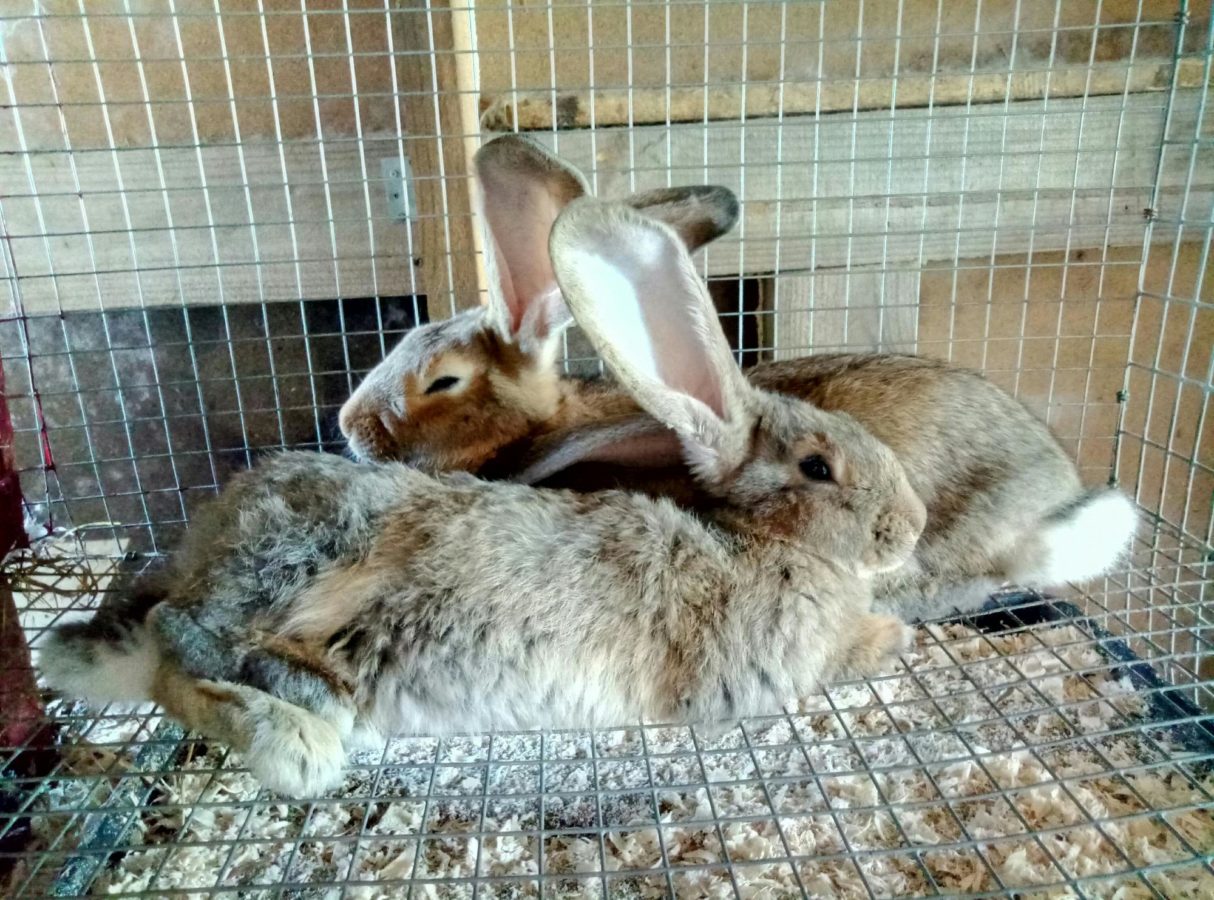 Почему кролики грызут друг друга