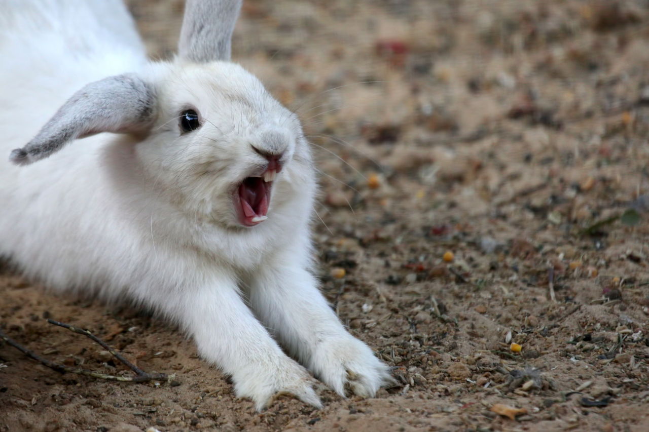 Почему кролики издают звуки