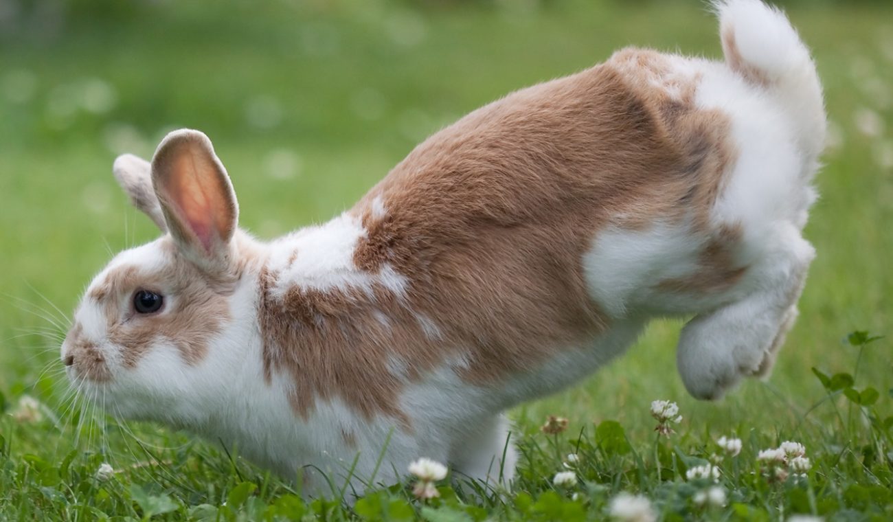 Почему кролики стучат задними лапами