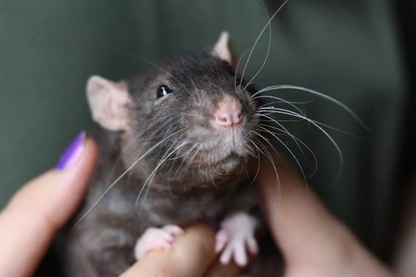 Почему крыса стучит зубами
