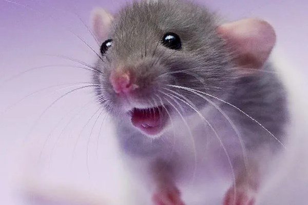 Почему крыса стучит зубами