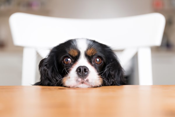 Почему нельзя кормить собаку едой с вашего стола