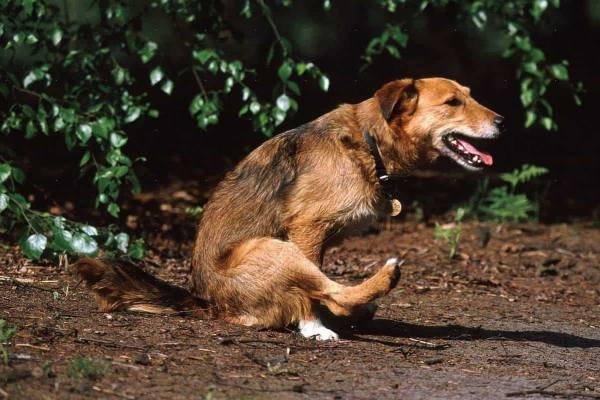 Почему собака ездит на попе: причины катания по полу, лечение