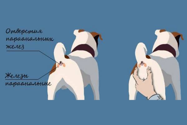 Почему собака ездит на попе: причины катания по полу, лечение