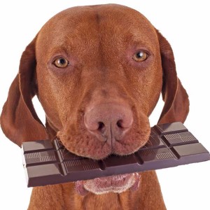Почему собакам нельзя давать шоколад - токсичность, факторы отравления, последствия