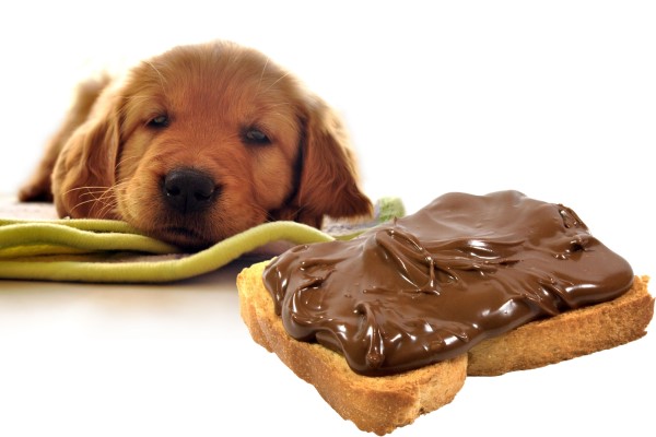 Почему собакам нельзя давать шоколад - токсичность, факторы отравления, последствия