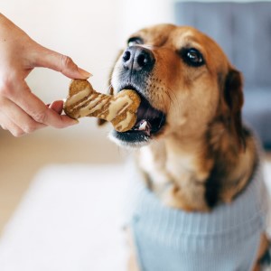 Почему собакам нельзя давать сладкое, кормить лакомствами, содержащими сахар, причины и борьба с ожирением