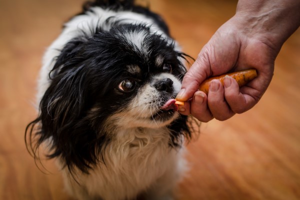 Почему собакам нельзя давать сладкое, кормить лакомствами, содержащими сахар, причины и борьба с ожирением