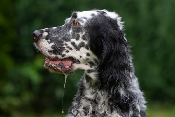 Почему текут слюни у собаки (обильно изо рта): причины гиперсаливации
