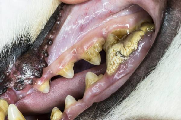 Почему текут слюни у собаки (обильно изо рта): причины гиперсаливации