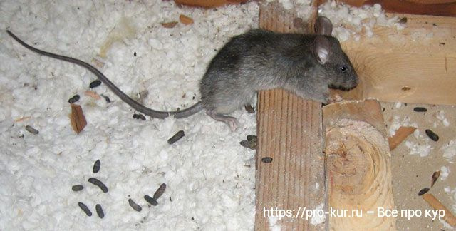 Помет от крыс и мышей обнаружен в курятнике