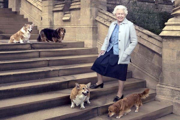Порода собак английской королевы: исторические факты, родословная обитателей дворца и их привилегии