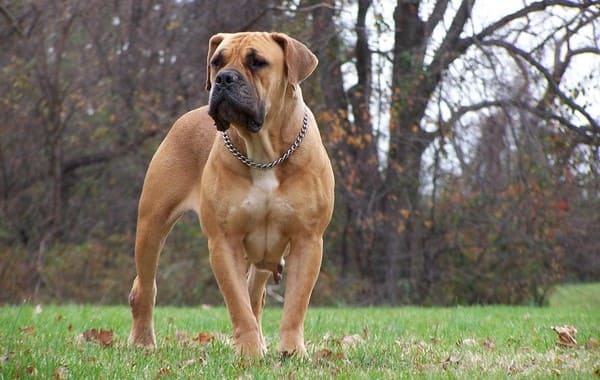 Порода собак бурбуль: описание экстерьера, характера, а также правила ухода и содержания