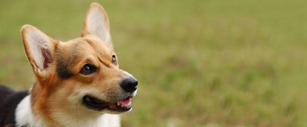 Порода собак корги: описание, характеристика, уход и содержание, плюсы и минусы смышленых малышей