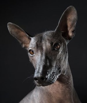 Порода собак ксолоитцкуинтли: характер и особенности экстерьера, уход и содержание