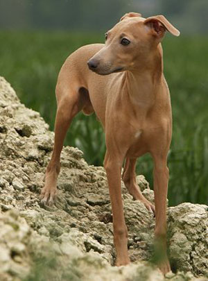 Порода собак левретка (малая итальянская борзая или грейхаунд): описание экстерьера, допустимые окрасы, фото и характеристики грациозной малютки