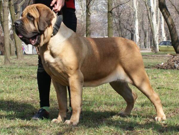 Породы больших собак: название с фото, самые высокие в мире