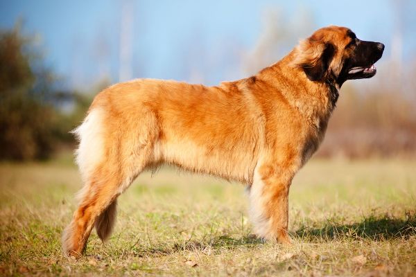 Породы больших собак: название с фото, самые высокие в мире