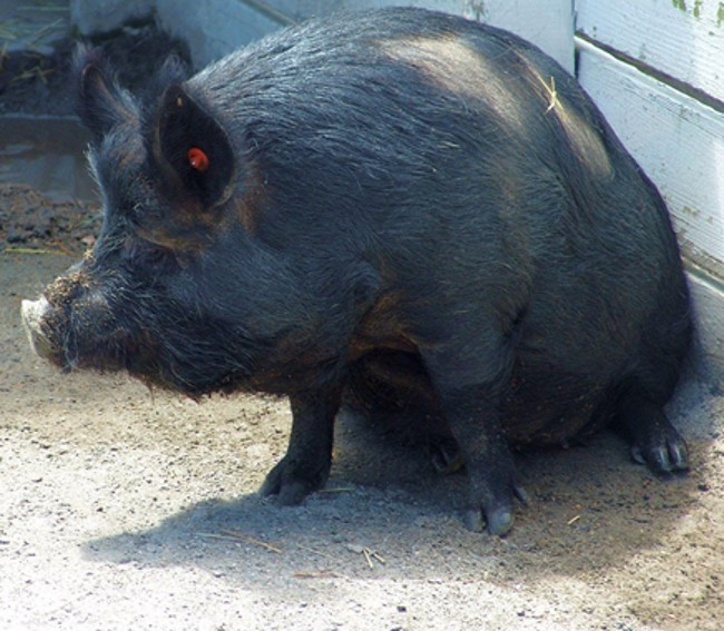 Породы черных свиней