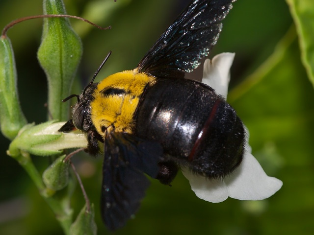 Породы и виды пчел с фото и описанием