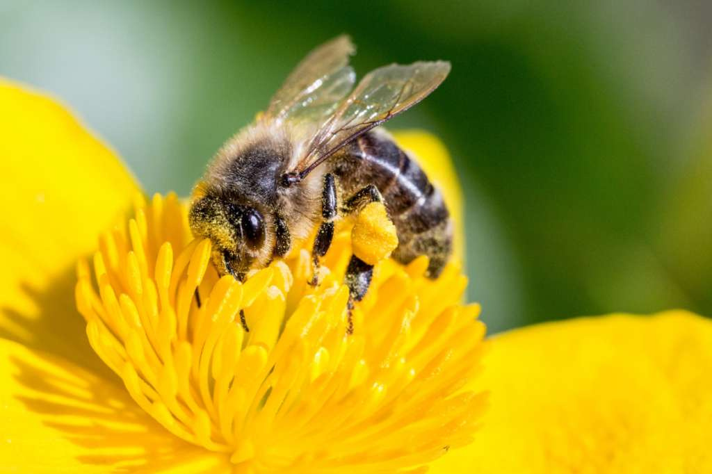 Породы и виды пчел с фото и описанием