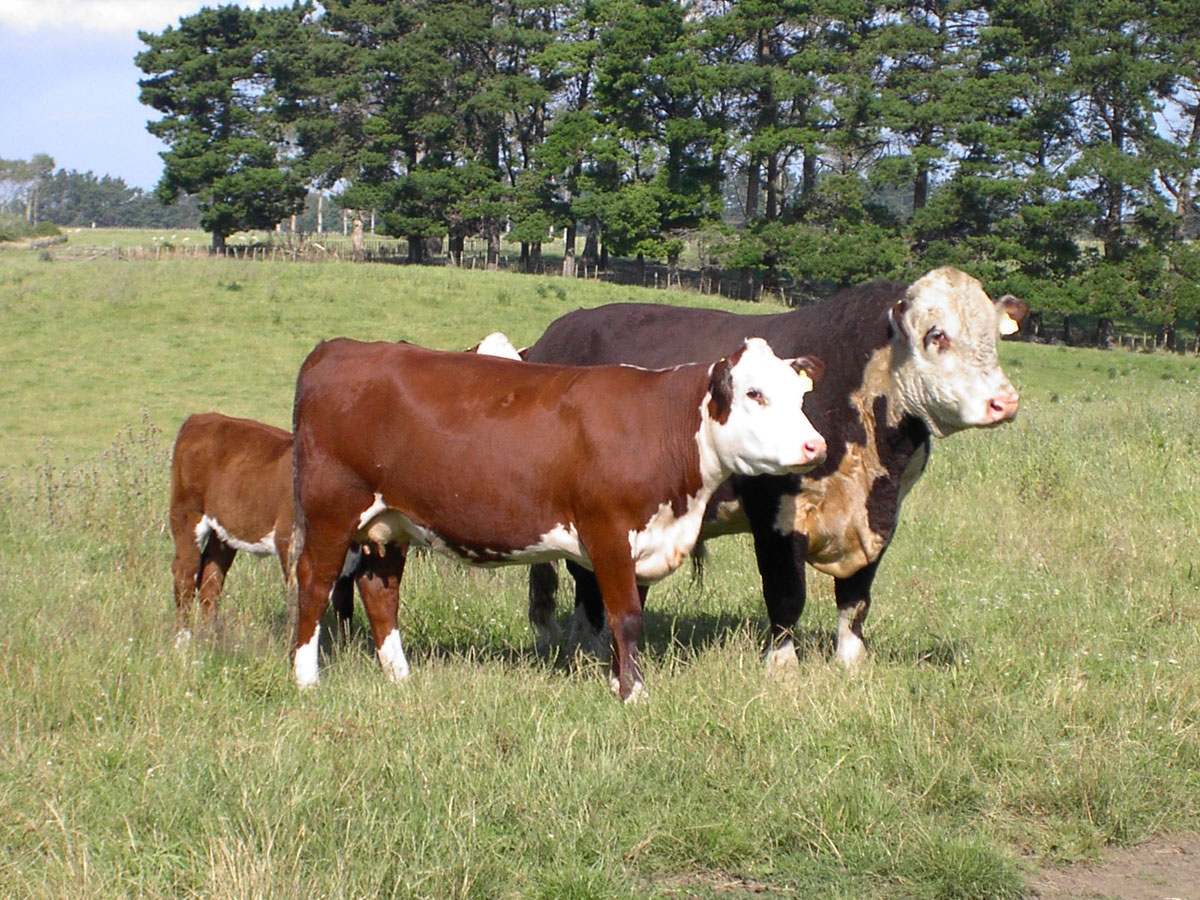 Породы коров