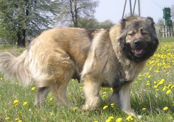 Породы пушистых собак: большие, средние и маленькие, с фотографиями и названиями, а также краткое описание