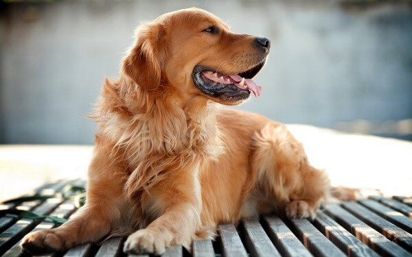 Породы самых добрых собак - топ 10 питомцев для детей и взрослых