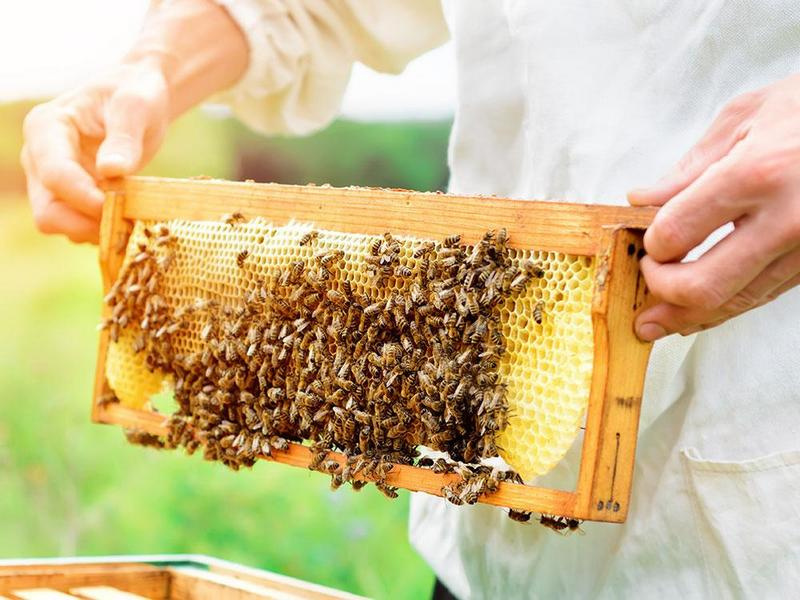 Правила и нормы содержания пчел
