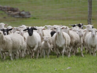 Правильная организация загонов для овец