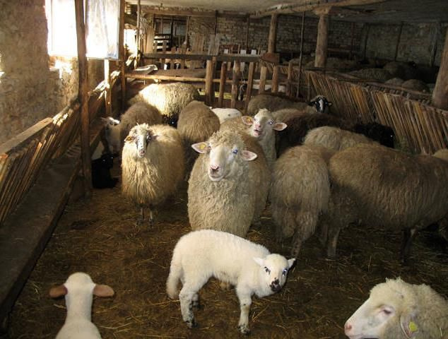 Правильная организация загонов для овец
