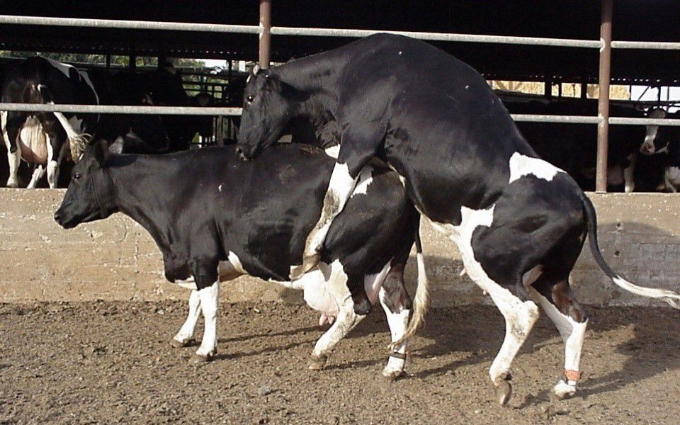 Преимущества и методы искусственного осеменения коров