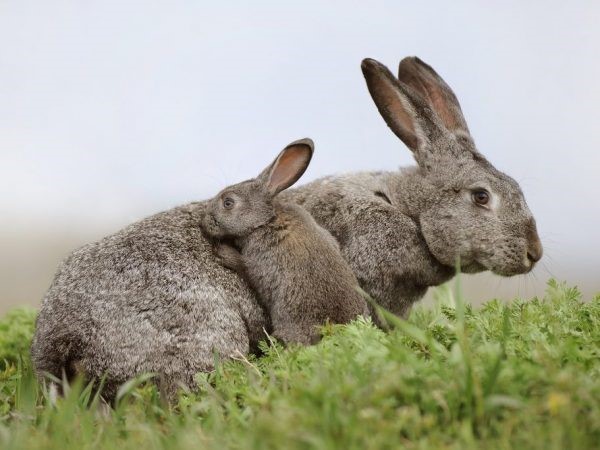 Причины и лечение мокрой морды кролика: что делать?