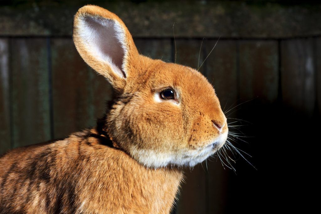 Причины и лечение мокрой морды кролика: что делать?