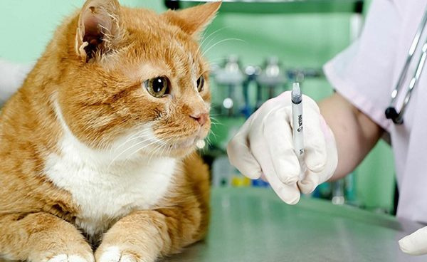 Прививки для кошек