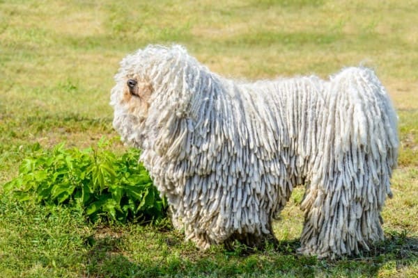Пули - порода собак с дредами: описание и характеристика, уход и содержание