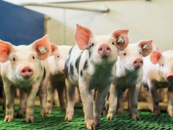 Разновидности подстилок для свиней