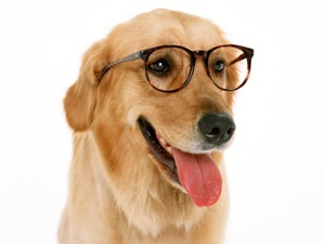 Рейтинг собак по интеллекту, топ самых умных пород