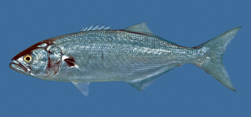 Рыба луфарь черноморский
