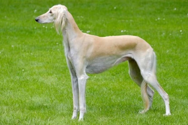 Салюки (персидская борзая) - описание породы собак, характеристика, плюсы и минусы
