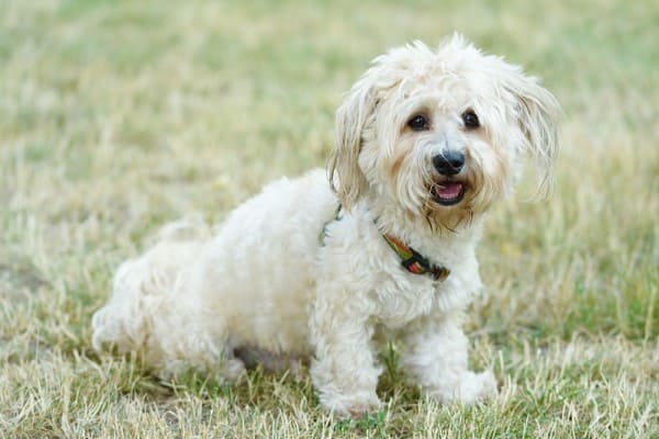 Самая маленькая собака в мире - порода, краткое описание и фото, а также топ 10 миниатюрных питомцев